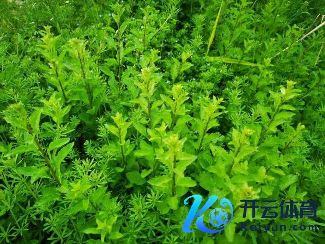 春分习俗饮食推选 品尝当然赠送