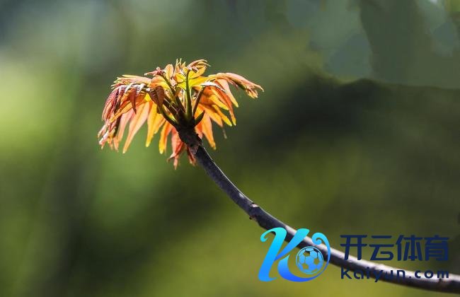 春分习俗饮食推选 品尝当然赠送