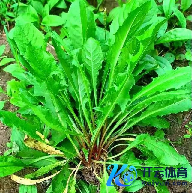 春分习俗饮食推选 品尝当然赠送